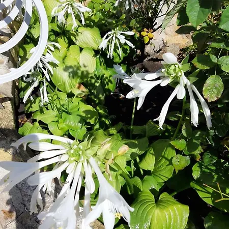 Guest Deva 布尔加斯