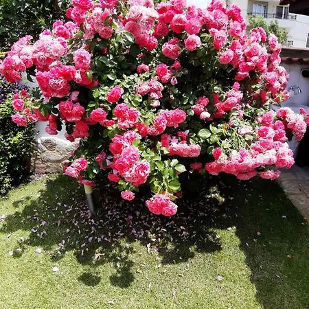 招待所 Guest Deva