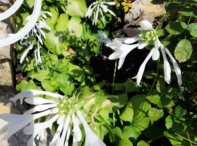 Guest Deva Burgas City